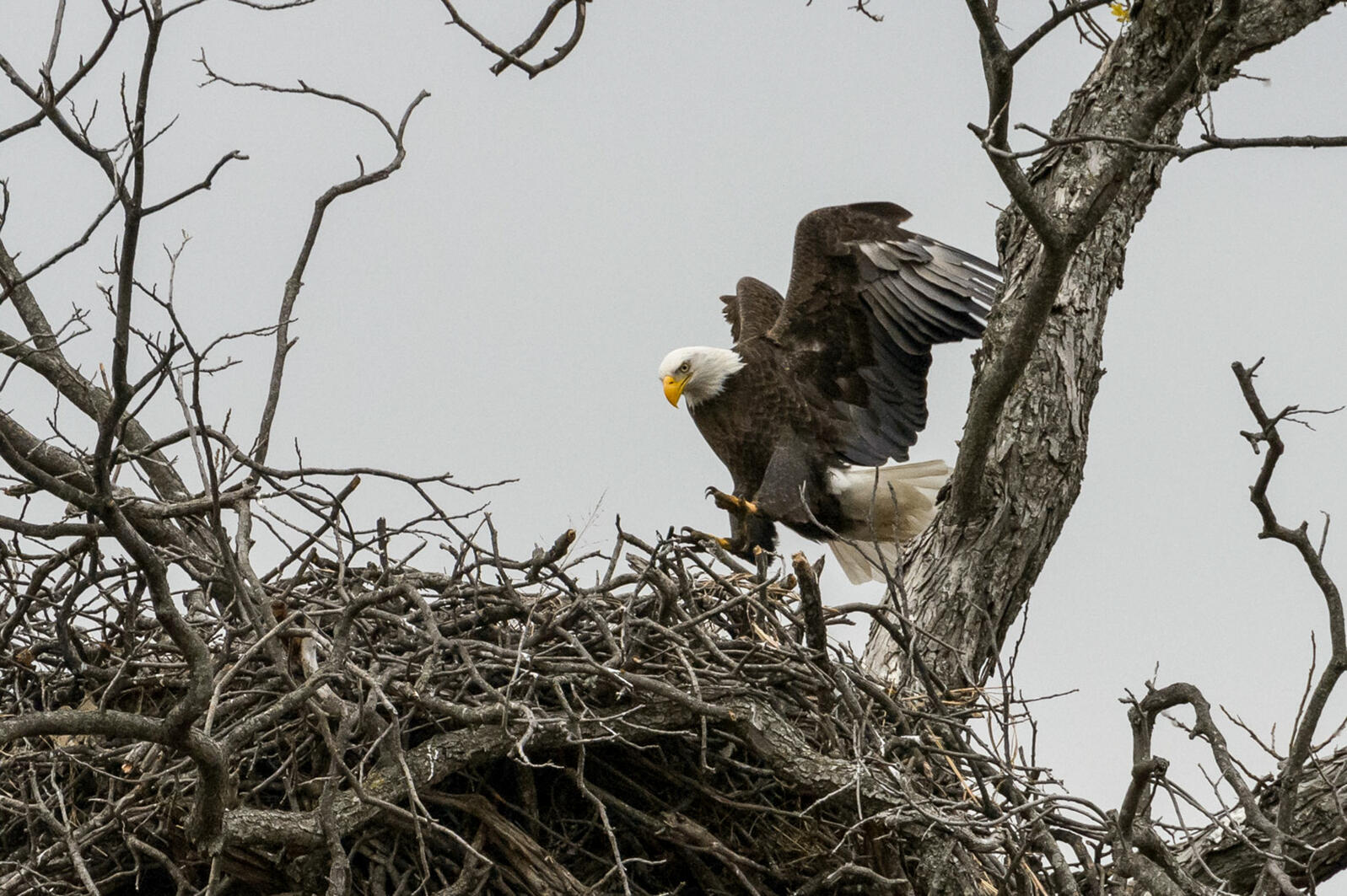 A Bald Eagle approaches its nest in a tree.