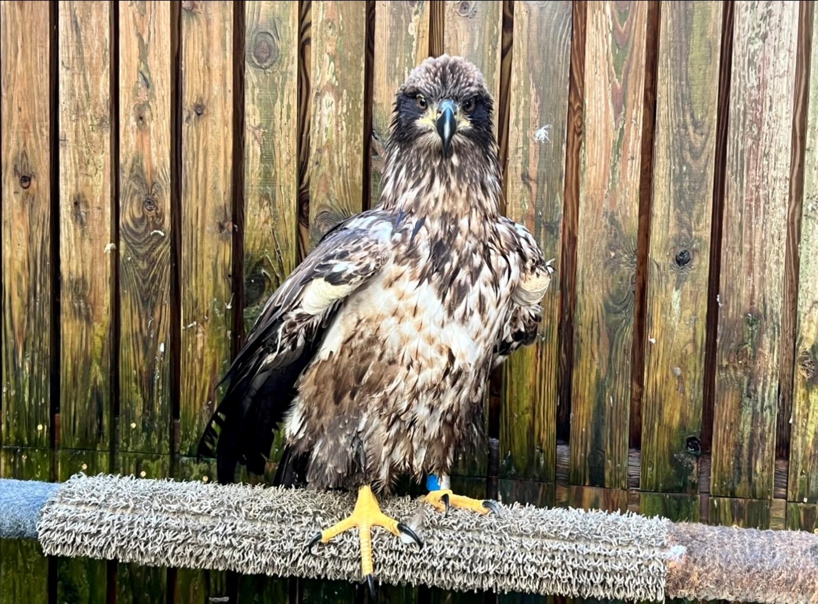 A juvenile Bald Eagle stands in a kennel in the Raptor Trauma Clinic.