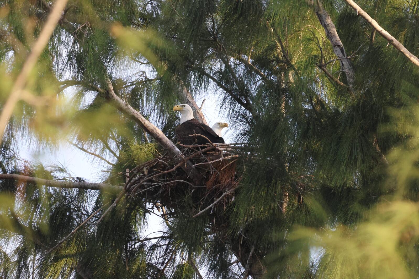 A pair of Bald Eagles sit in a nest surrounded by trees.