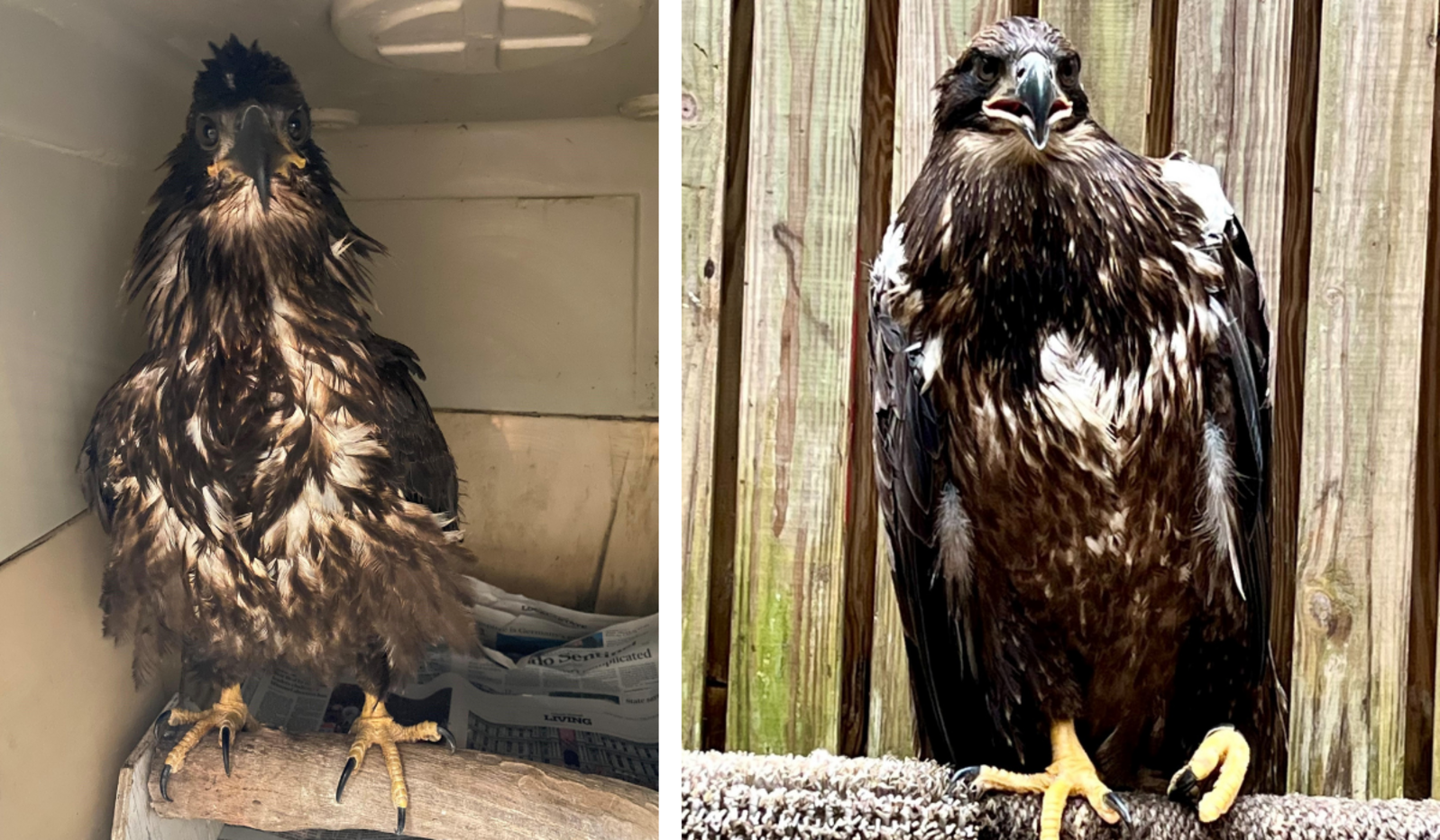 Side-by-side photos of Connick, a juvenile Bald Eagle, taken several weeks apart.