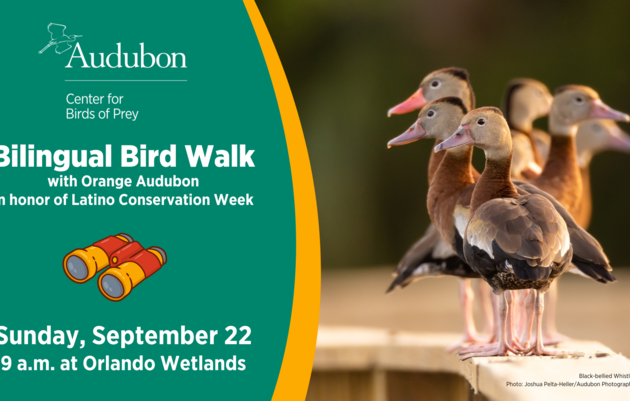 Bilingual Bird Walk with Orange Audubon