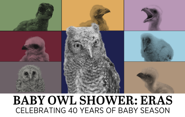 Baby Owl Shower: Eras | Celebrating 40 Years