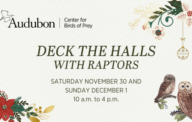 Deck the Halls with Raptors