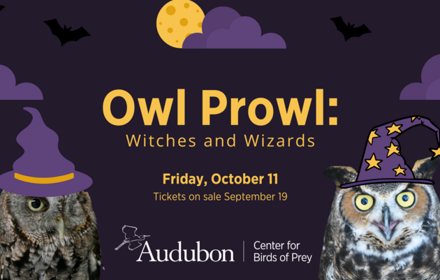 Owl Prowl: Witches and Wizards