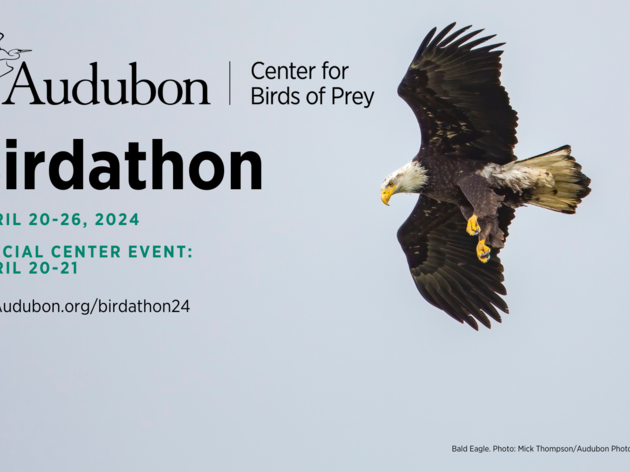 Participate in Audubon Florida's Birdathon at the Center for Birds of Prey