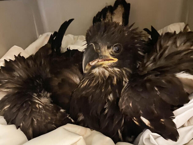 Baby Season for Bald Eagles has Arrived