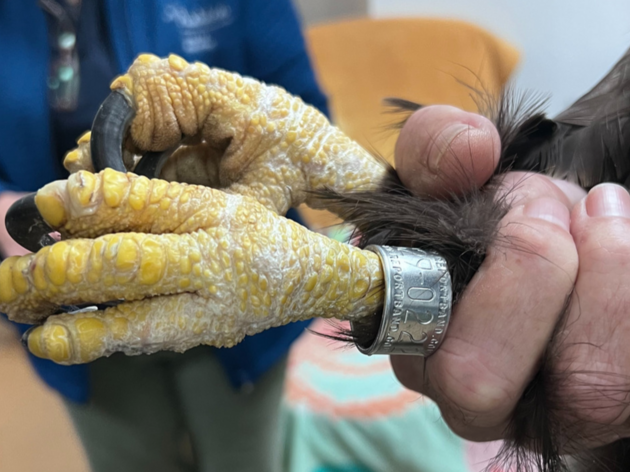 2022 in Review: The Raptor Trauma Clinic Admits 688 Bird Patients and Releases More than 200 Back into the Wild