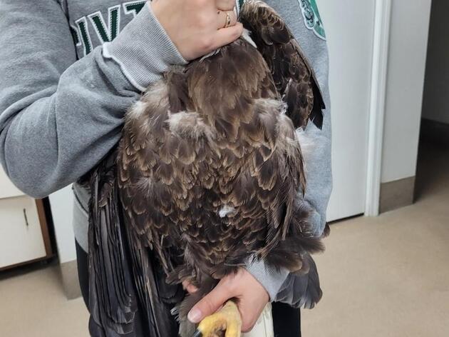 Audubon Center for Birds of Prey Celebrates 700 Eagle Release Milestone