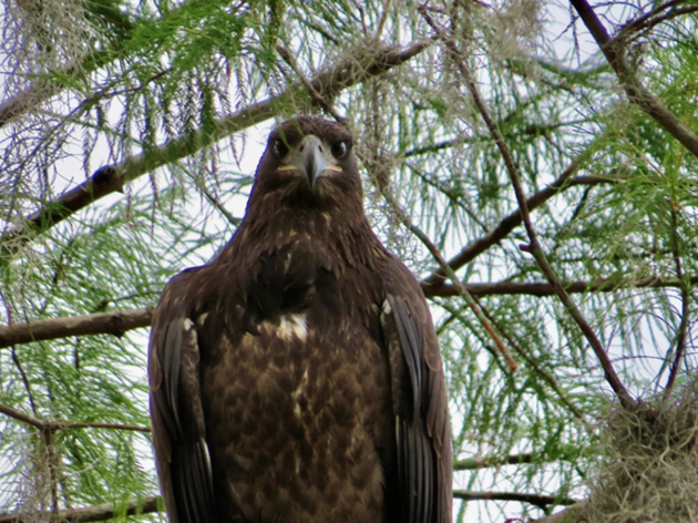 Eagle Nesting Season Ends