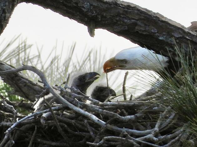 2023-24 Bald Eagle Nesting Season: Notes from the Field