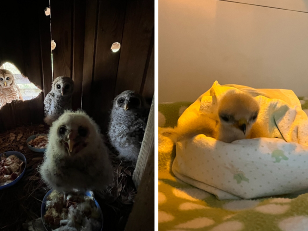 Spring Brings Baby Raptors, Soaring Costs to the Center for Birds of Prey