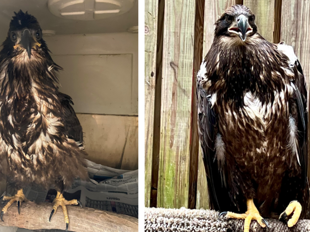 Caring for Captiva Island's Popular Nest Camera Eaglet