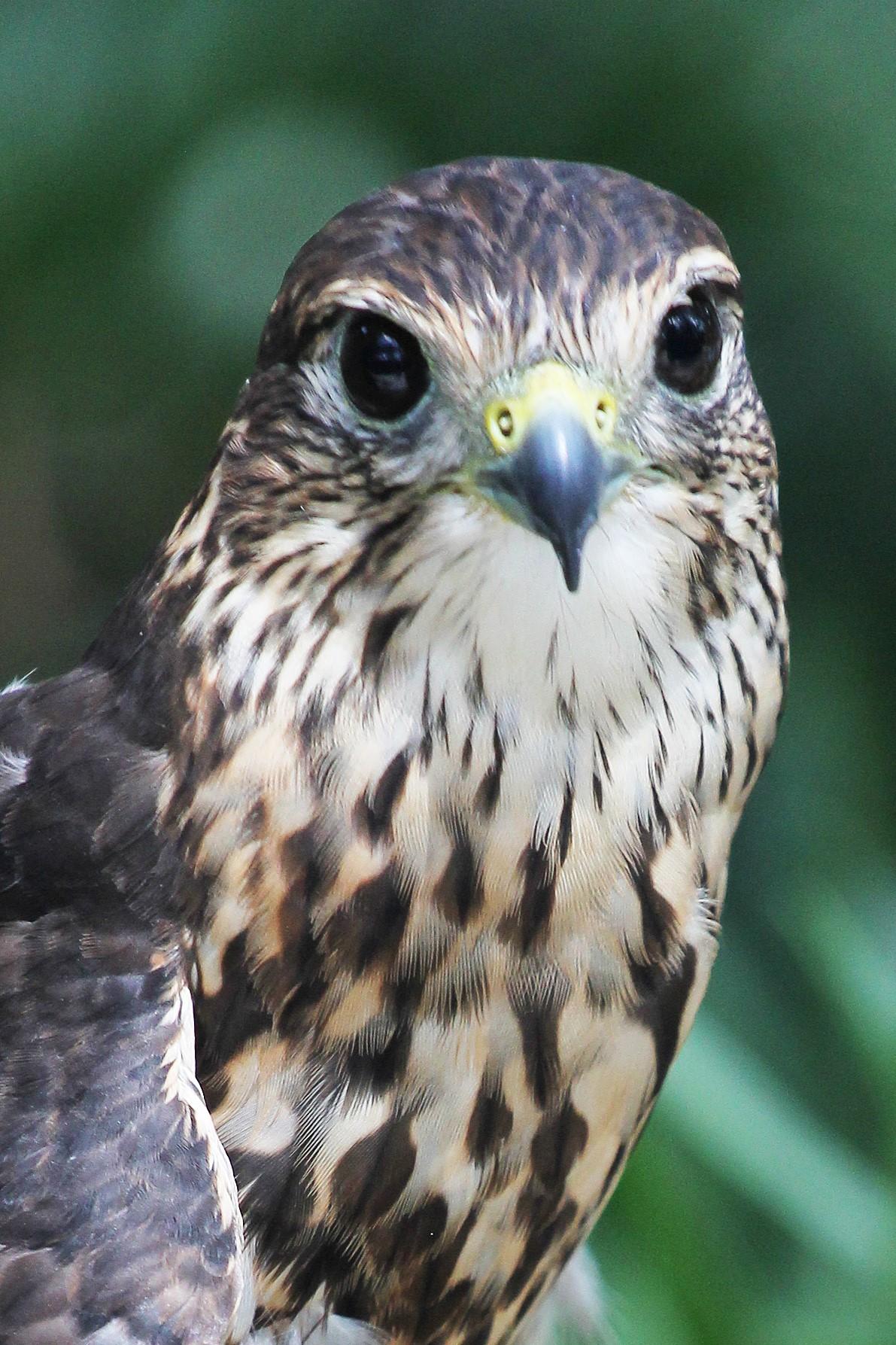 Photo of Merlin Falcon