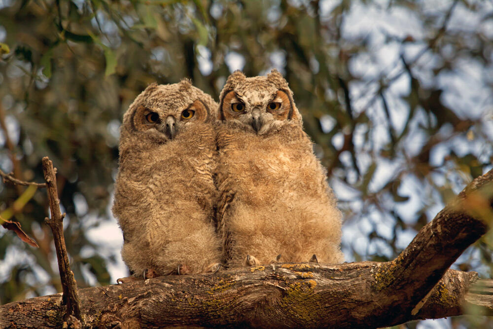 Photo of Great Horned owlets