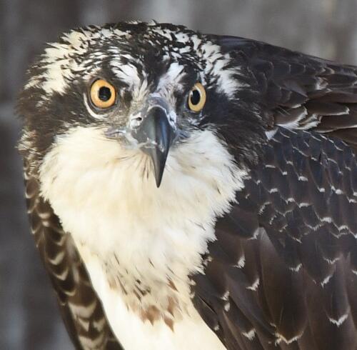 Photo of Bailey the Osprey