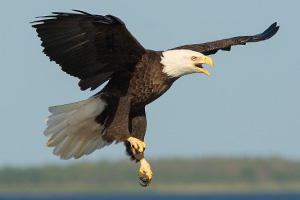 Photo of Adult Bald Eagle - 5 years old.
