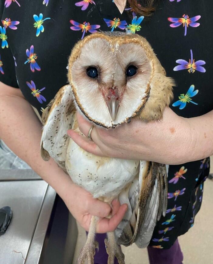 A Barn Owl with an injury around its beak is held by a woman wearing scrubs.
