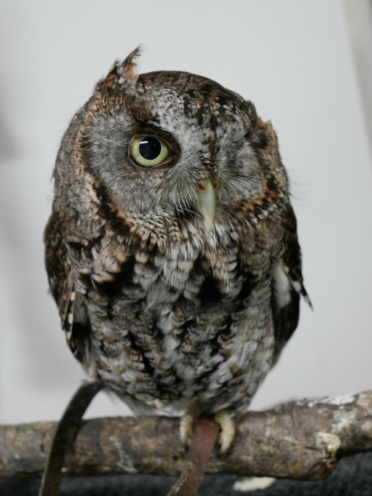 Billy Owlish, an Eastern Screech Owl.
