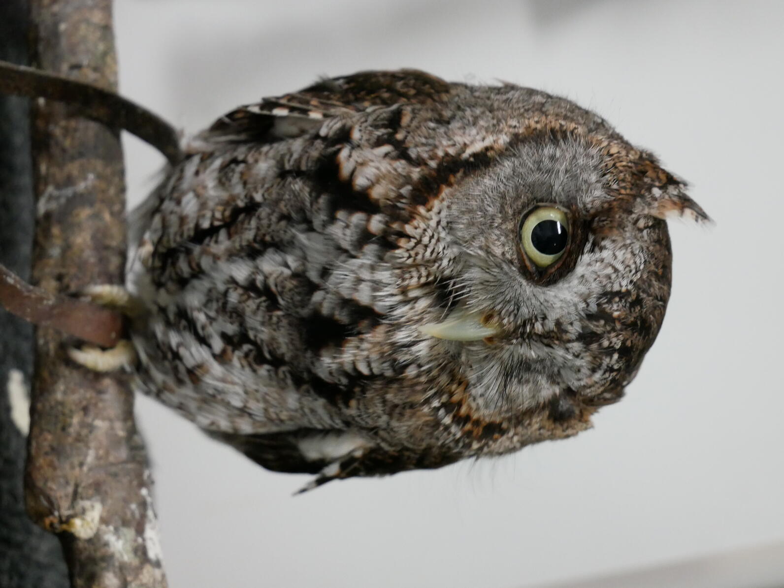Owls Audubon Center for Birds of Prey