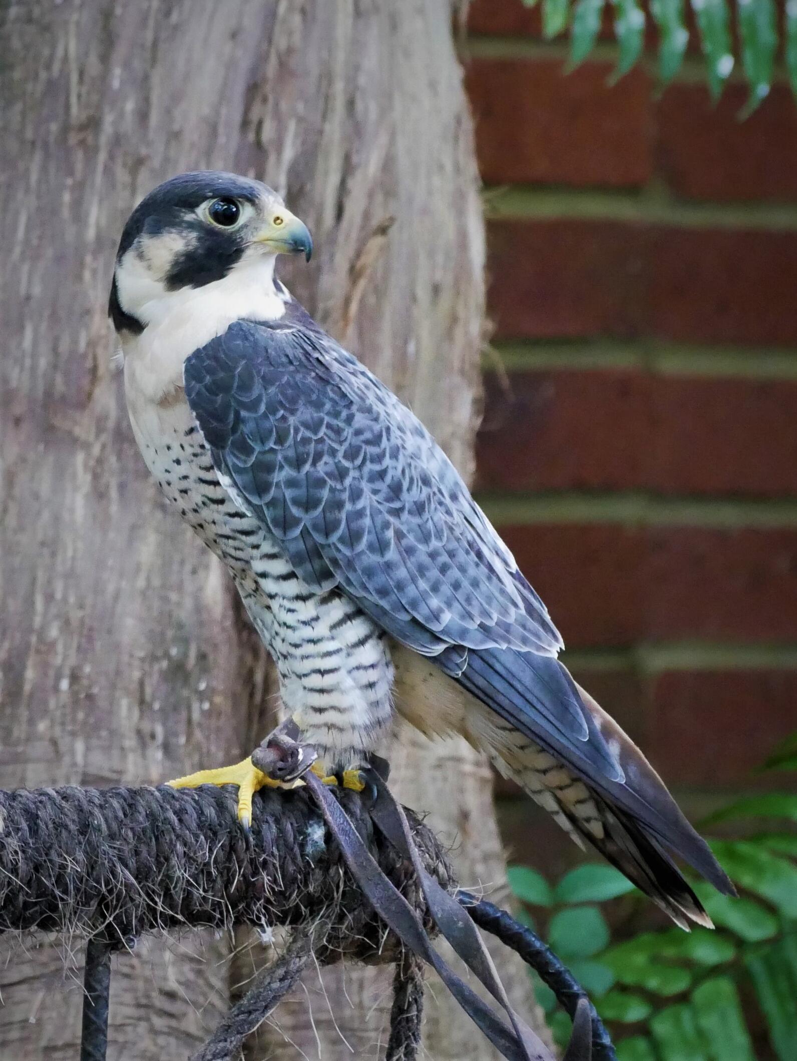 photo of Peregrine Falcon