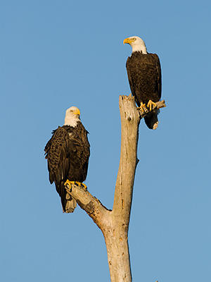 photo of a male and female eagle
