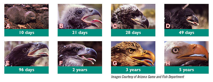 photos of an eaglet as it grows up