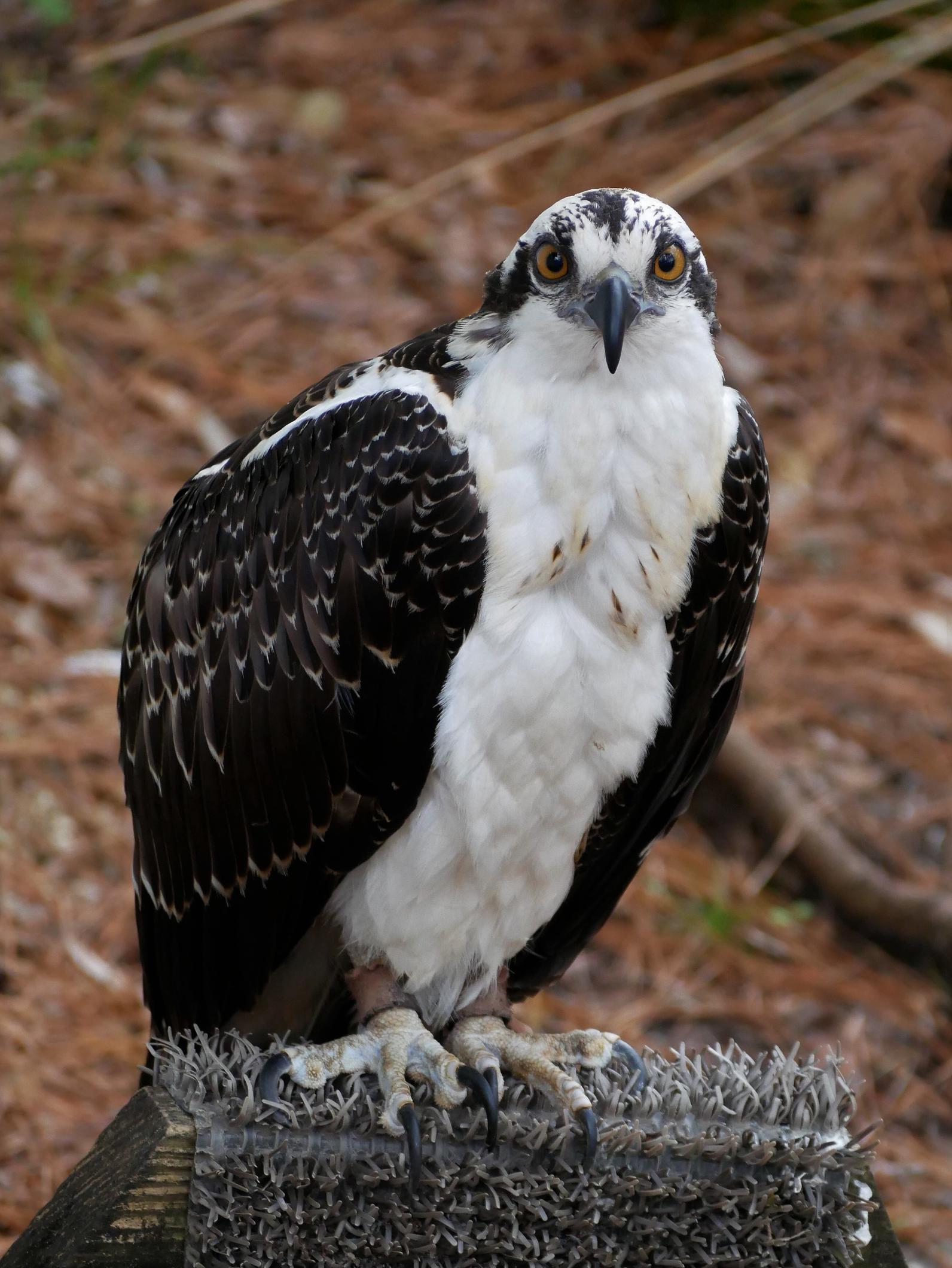 Osprey  Audubon Center for Birds of Prey