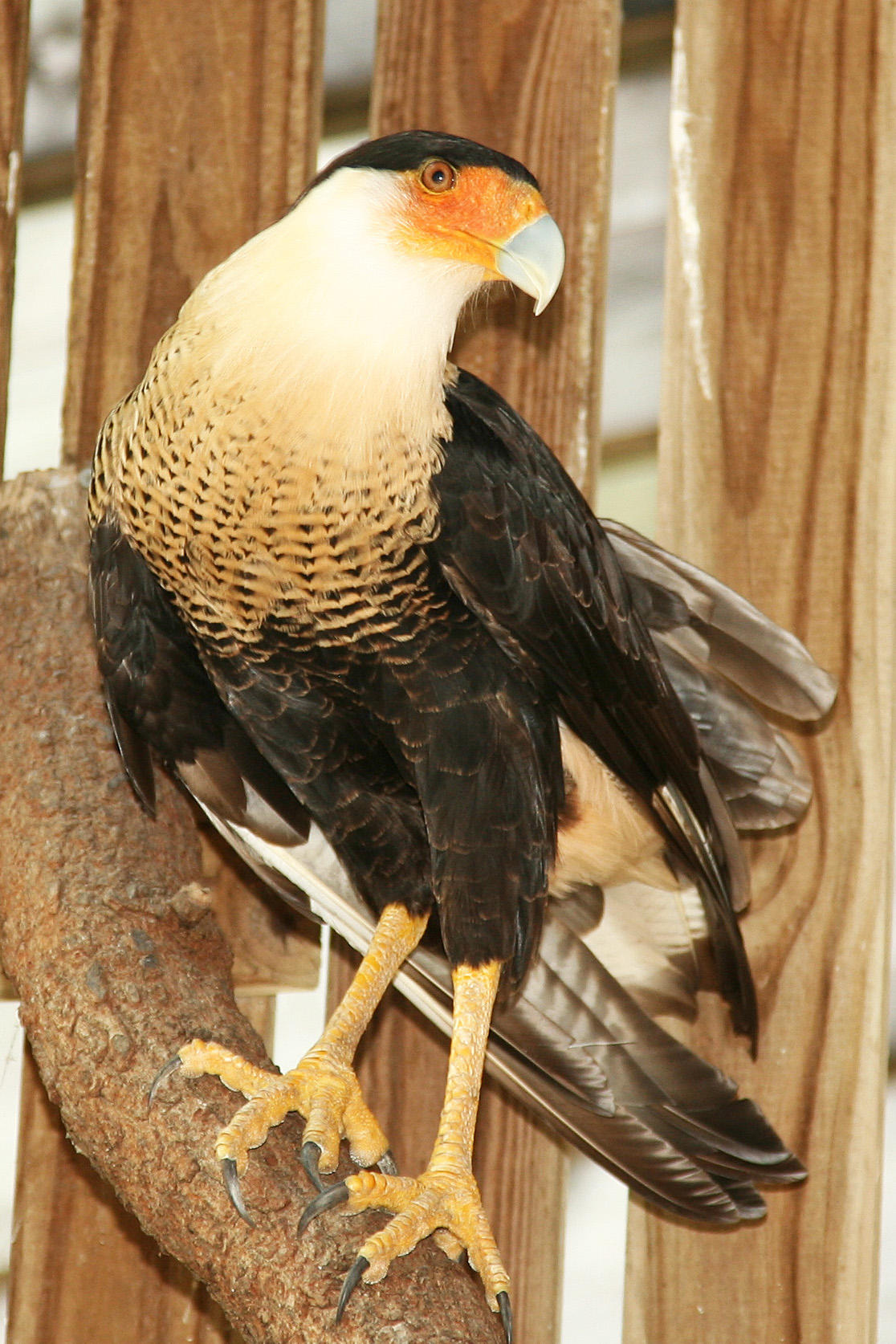 Photo of Crested Caracara