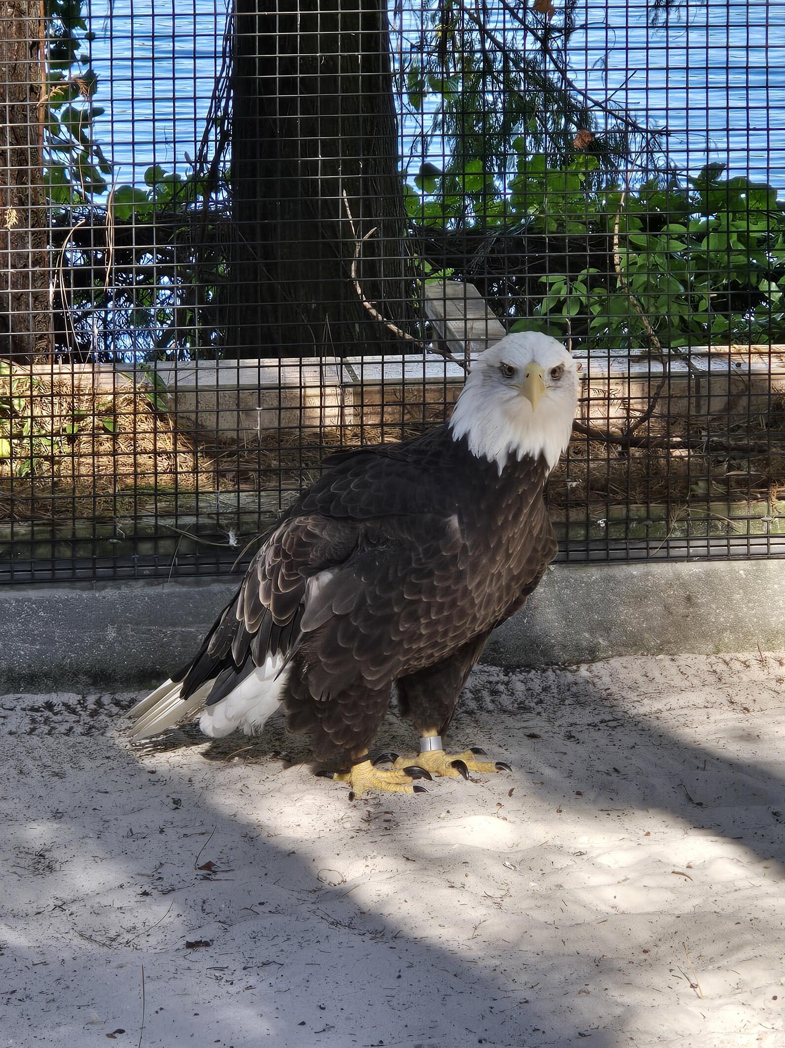 Hali, Bald Eagle