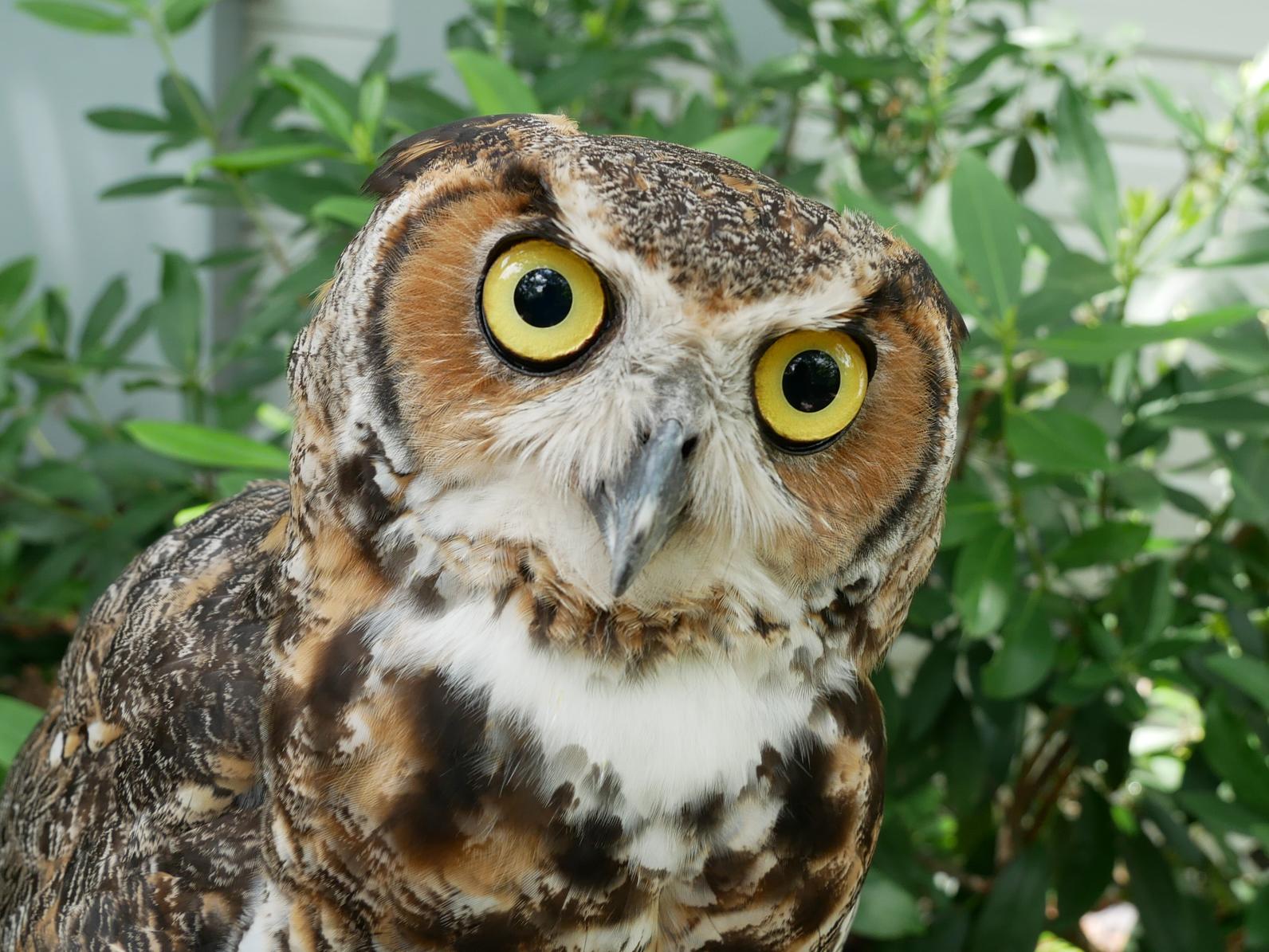 photo of great horned owl