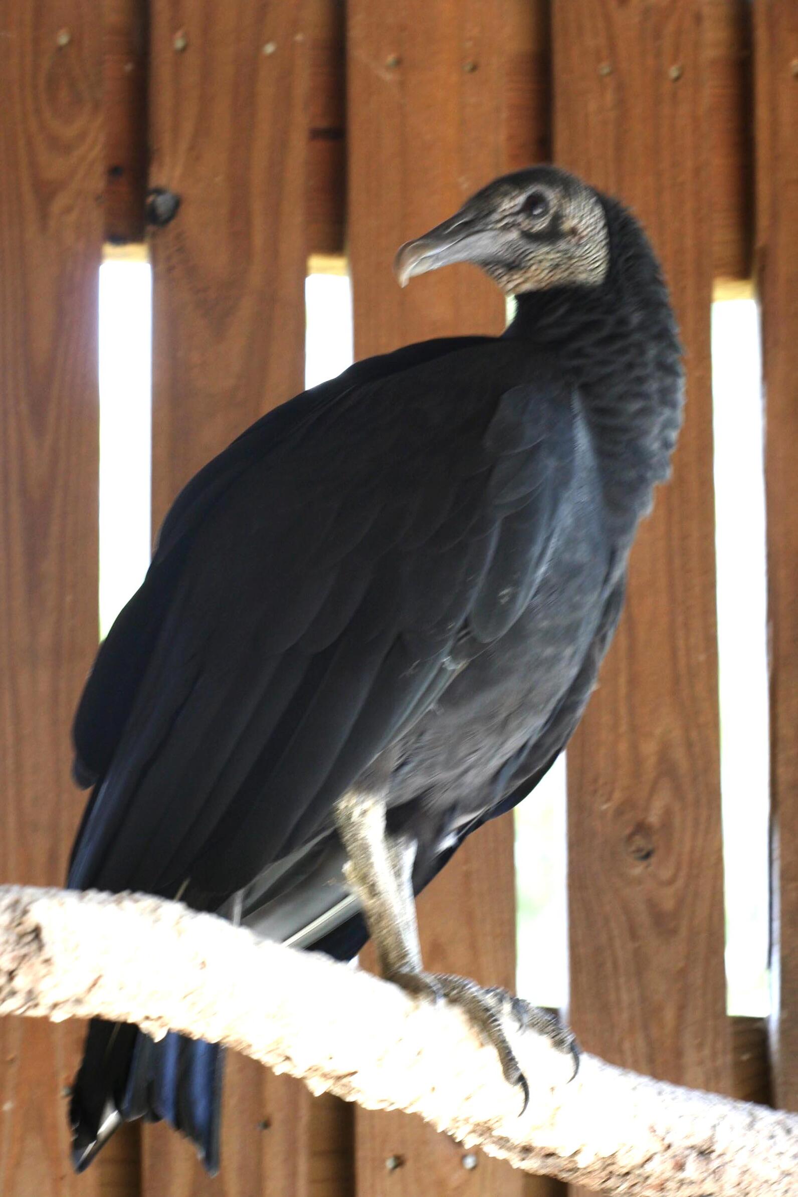 Photo of Black Vulture on perch