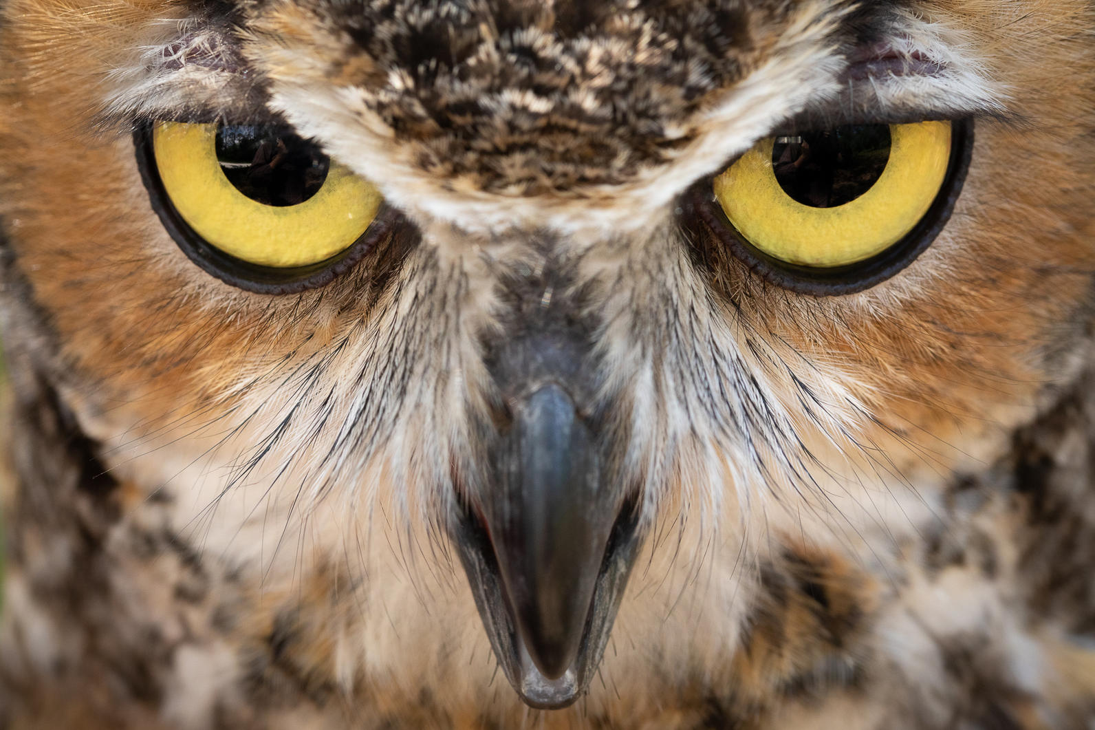 Wind Beneath our Wings | Audubon Center for Birds of Prey