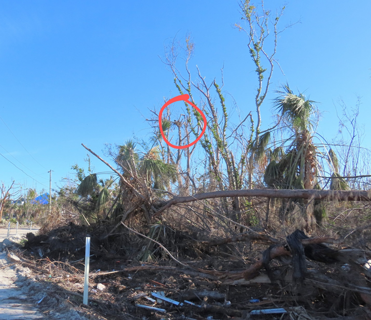 Mangled trees and debris in the foreground with a circled eagle nest in the background, among sparse trees.