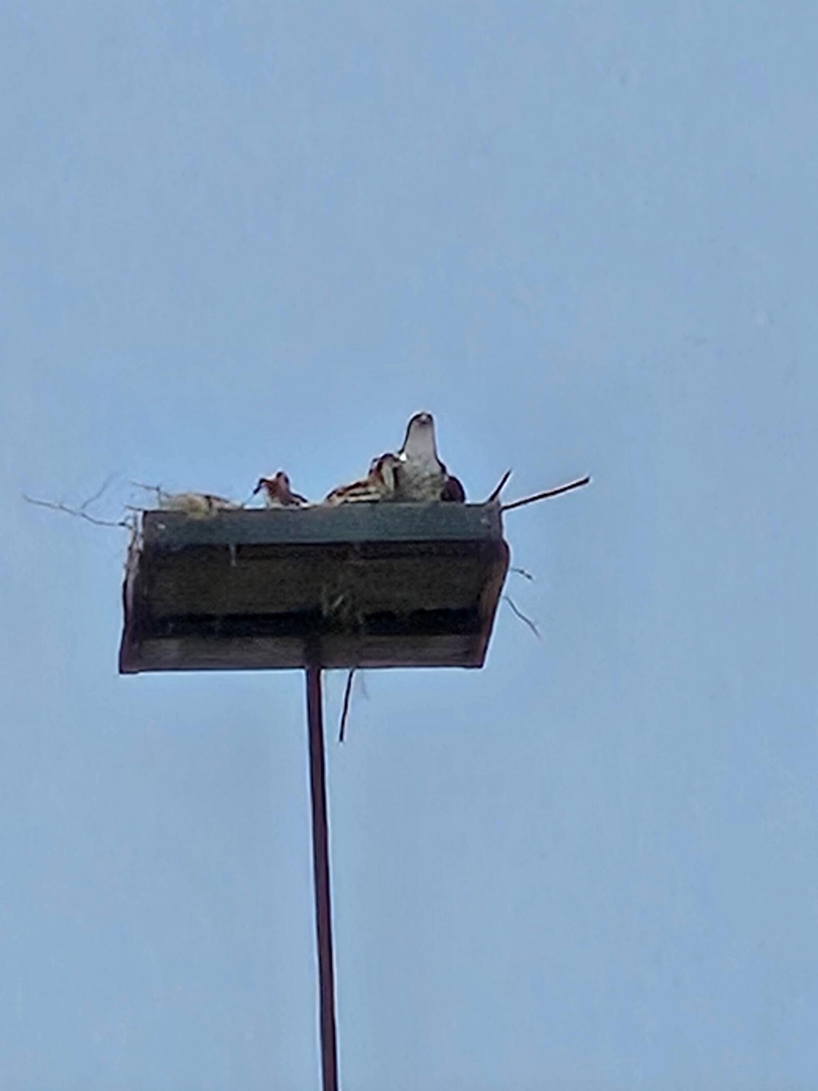 A far-away photo of Ospreys sitting atop their new nest against clear blue sky.