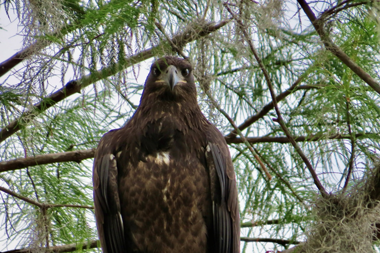 A juvenile Bald Eagle perched in a tree.