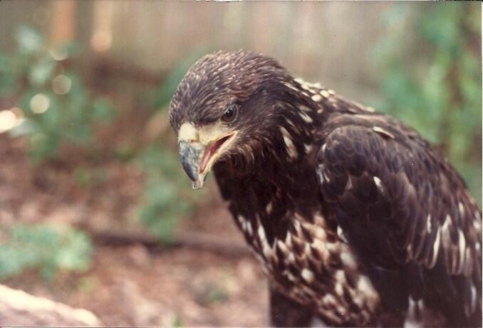 Trouble as a juvenile Bald Eagle.