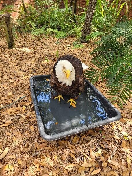 Trouble the Bald Eagle stands in a shallow black tub full of water in a mulched garden.