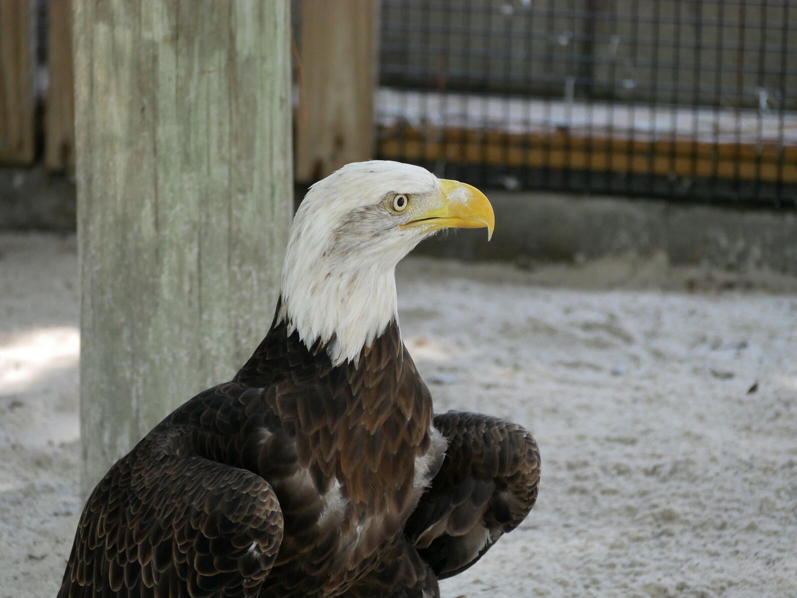 Tallulah, Bald Eagle