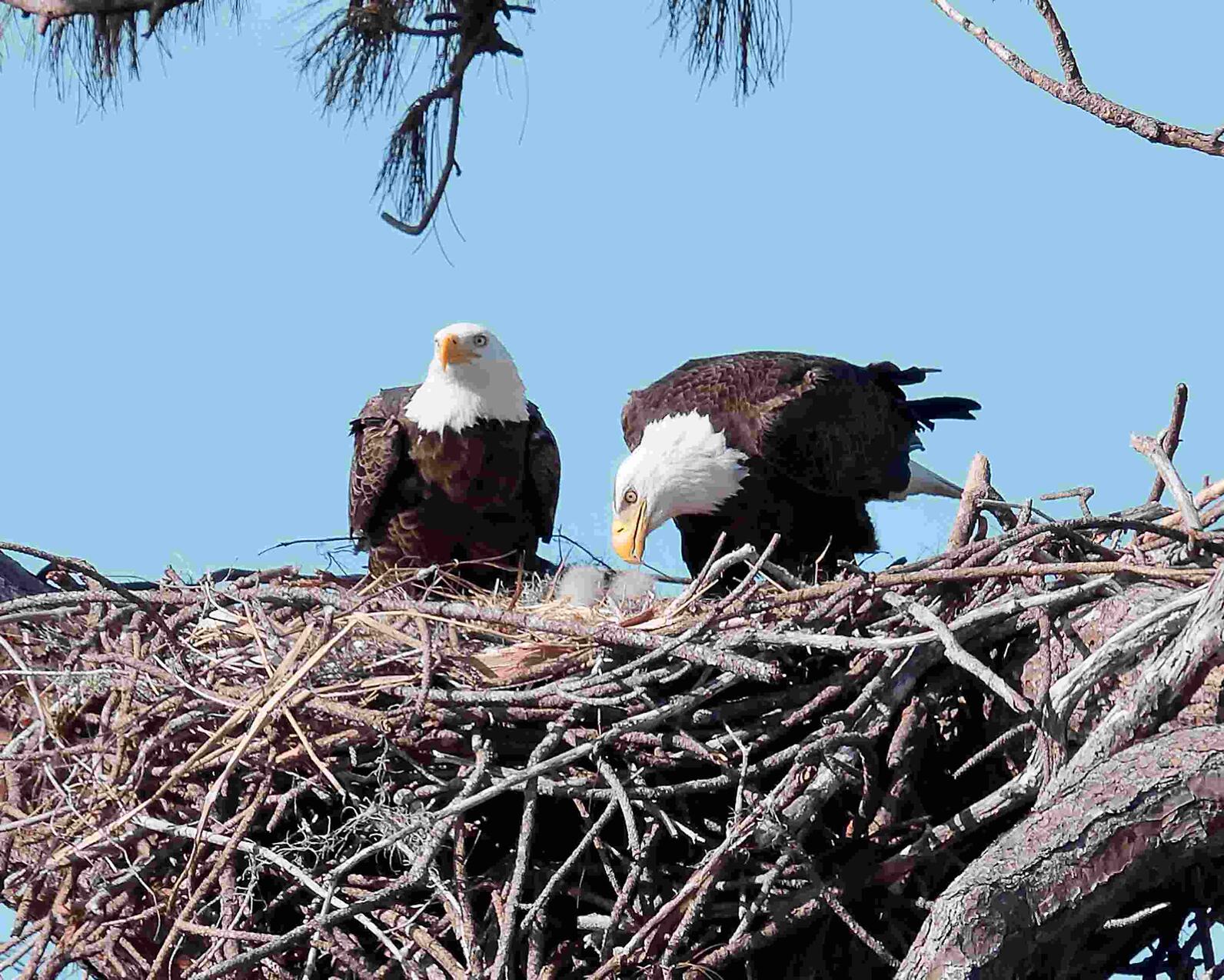 Photo of Bald Eagles feeding eaglets in nest