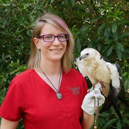 A woman in a red scrub shirt holds a Swallow-tailed Kite.