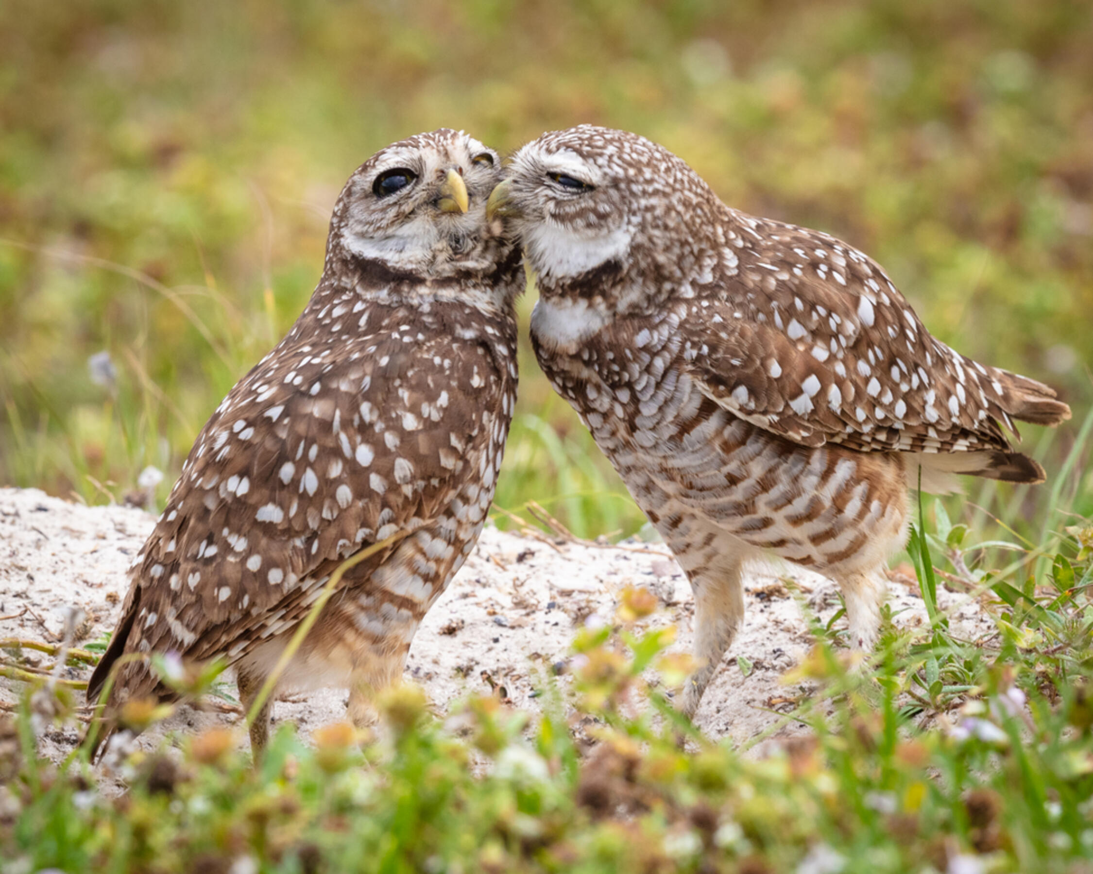 photo of Burrowing Owls