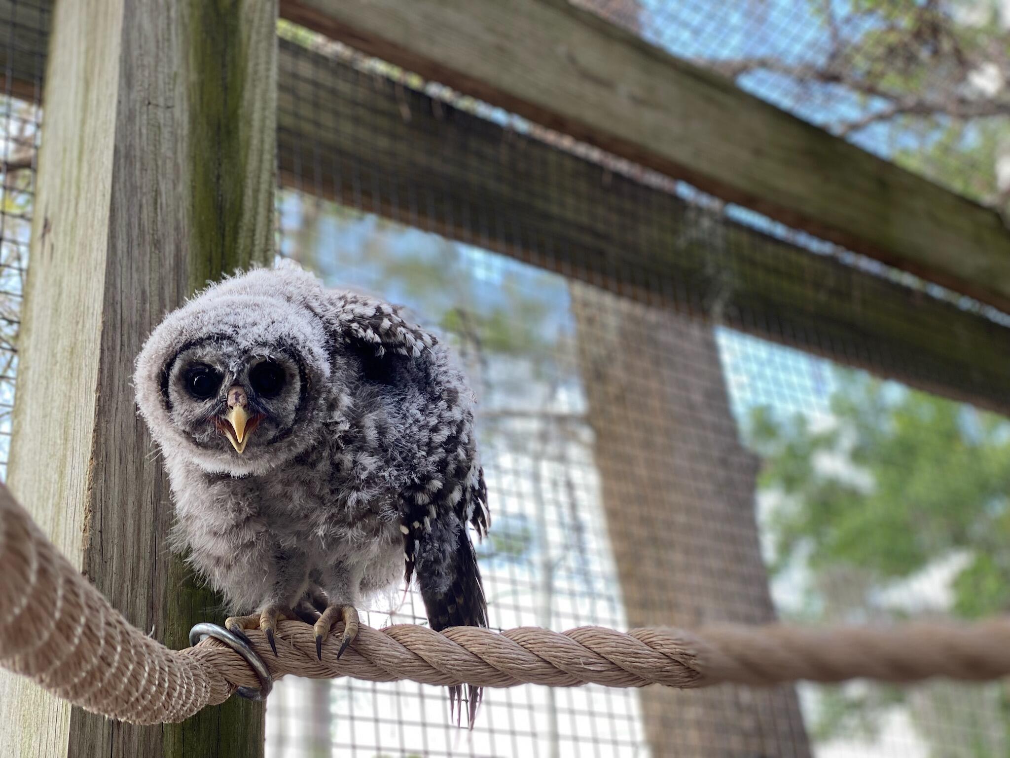 baby Barred Owl