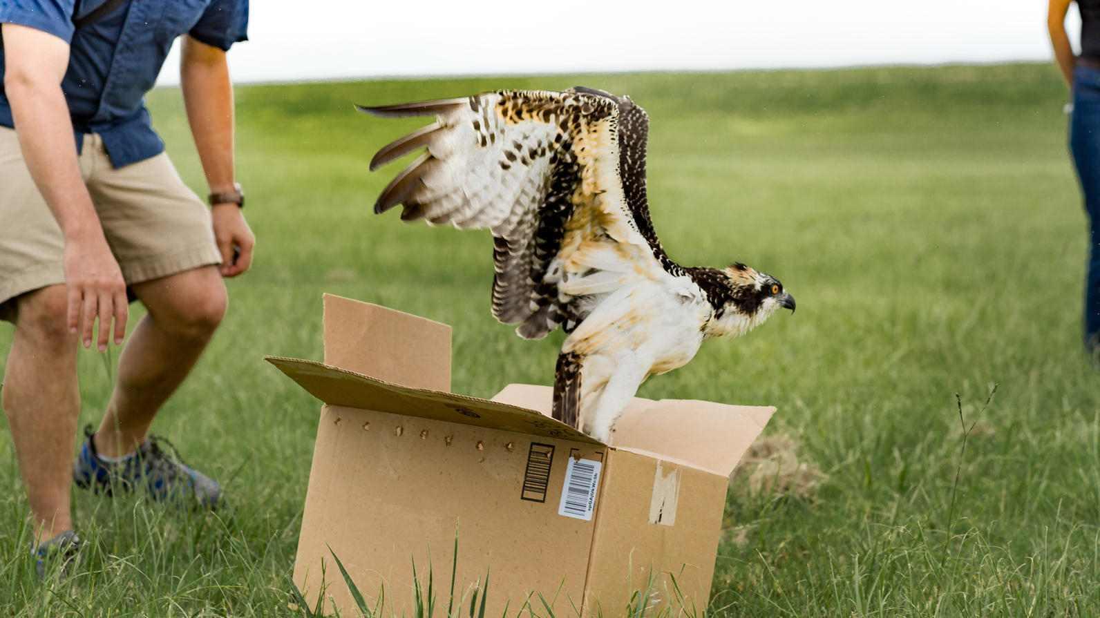 Osprey  Audubon Center for Birds of Prey