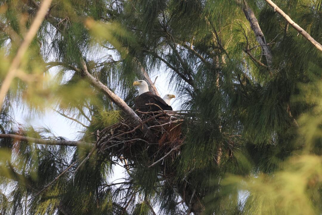A pair of Bald Eagles sit in a nest surrounded by trees.