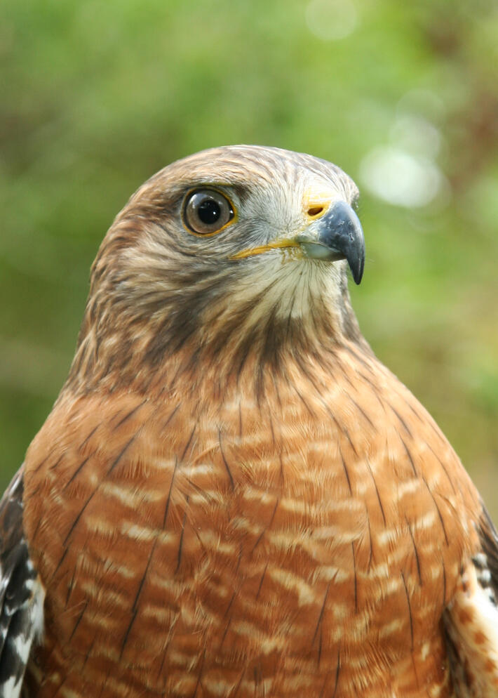 Hawks Audubon Center for Birds of Prey