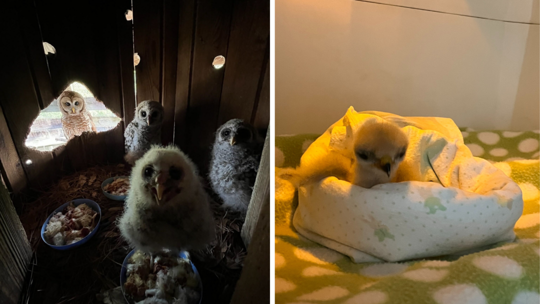 Two photos: A trio of baby Barred Owls sit in a nest box while an adult Barred Owl looks in from outside. A days-old Red-shouldered Hawk sits in an incubator.