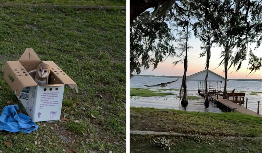 Two photos: A Barn Owl peeks out of a cardboard kennel on the grass beside a lake. The Barn Owl flies off toward the lake.